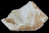 Fossil Pea Crabs (Pinnixa) From California - Miocene #85302-1